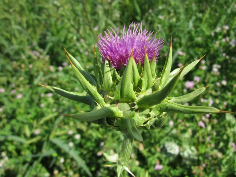 Milk thistle (Silybum marianum) plant with purple flower blooming in nature